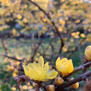 黄金色の花の投稿画像一覧 Greensnap グリーンスナップ