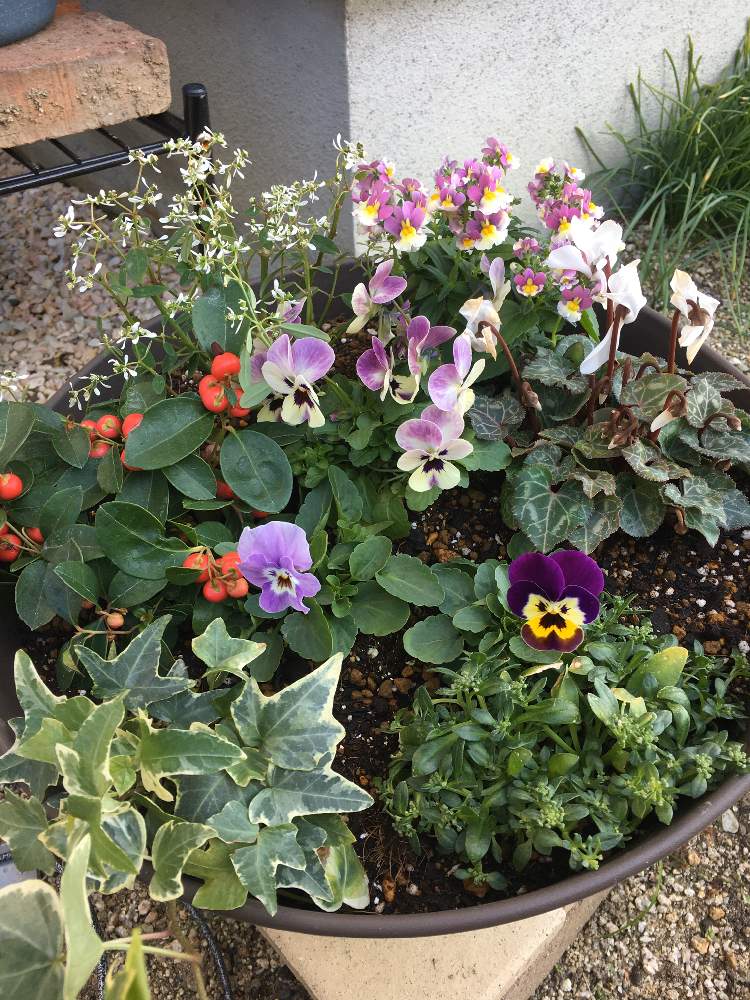 ユーフォルビア ダイヤモンドフロストの投稿画像 By Mickeyさん ガーデンシクラメンとビオラとアイビー ヘデラ とチェッカーベリーとネメシア ピーチパイと寄せ植えとビオラ寄せ植えとおうち園芸とアリッサムと玄関と寄せ植えとビオラ寄せ植えとおうち園芸 月11