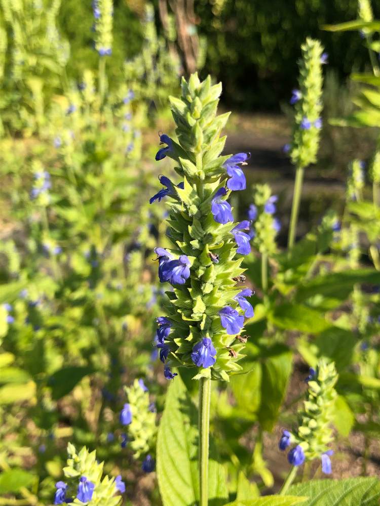 サルビアヒスパニカの投稿画像 By みさちゃんさん お出かけ先と紫の花とハーブ大好きと紫の花とハーブ大好き 月11月15日 Greensnap グリーンスナップ Greensnap グリーンスナップ