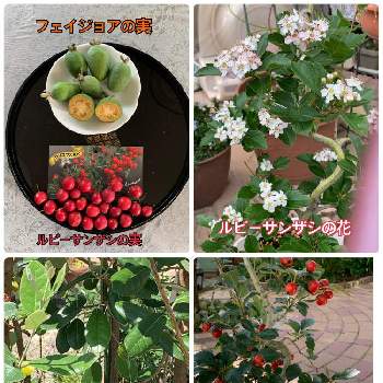 ルビーサンザシの実の投稿画像一覧 Greensnap グリーンスナップ