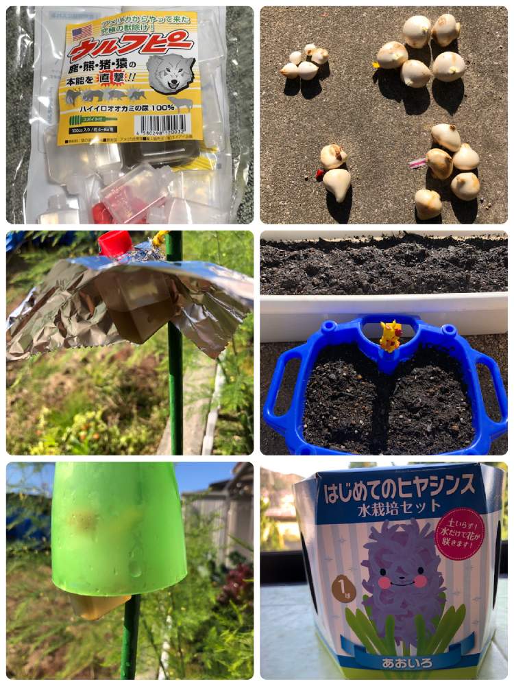 チューリップの球根の投稿画像 By ゆっきんさん ウルフピーと水栽培のヒヤシンスと水栽培と球根から育てるとイノシシ対策 月11月15日 Greensnap グリーンスナップ