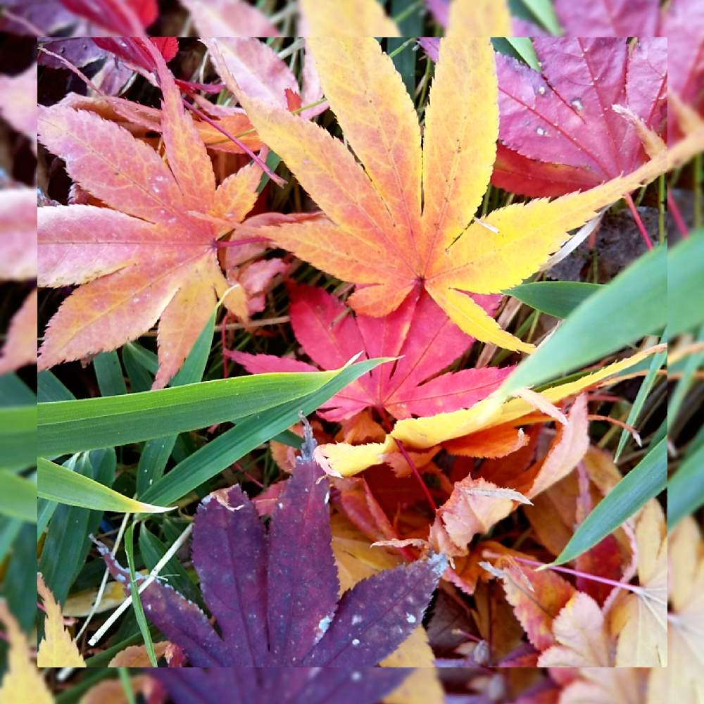 葉っぱの紅葉 の投稿画像 By ぴょんさん お出かけ先と可愛い と秋だね と綺麗なお花 と散歩と花のある暮らしと可愛い と秋だね と綺麗なお花 と散歩と花のある暮らし 月11月15日 Greensnap グリーンスナップ Greensnap グリーンスナップ