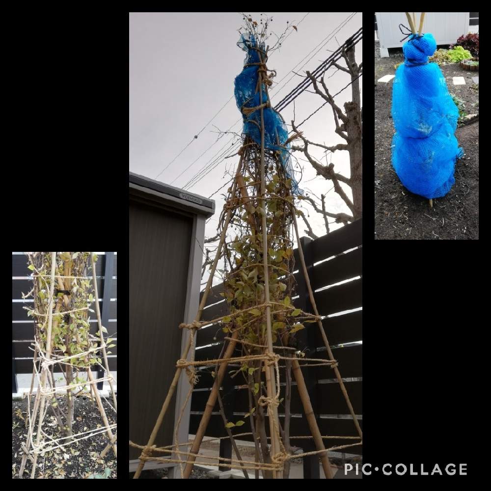 エゴノキ ピンクチャイムの投稿画像 By ぐりさん アメリカテマリシモツケ タイニーワインと冬の気配とおうち園芸と冬支度と初めての越冬とガーデニング初心者と北海道の冬と冬囲い と北海道と北国のガーデニングと札幌 月11月15日 Greensnap グリーンスナップ