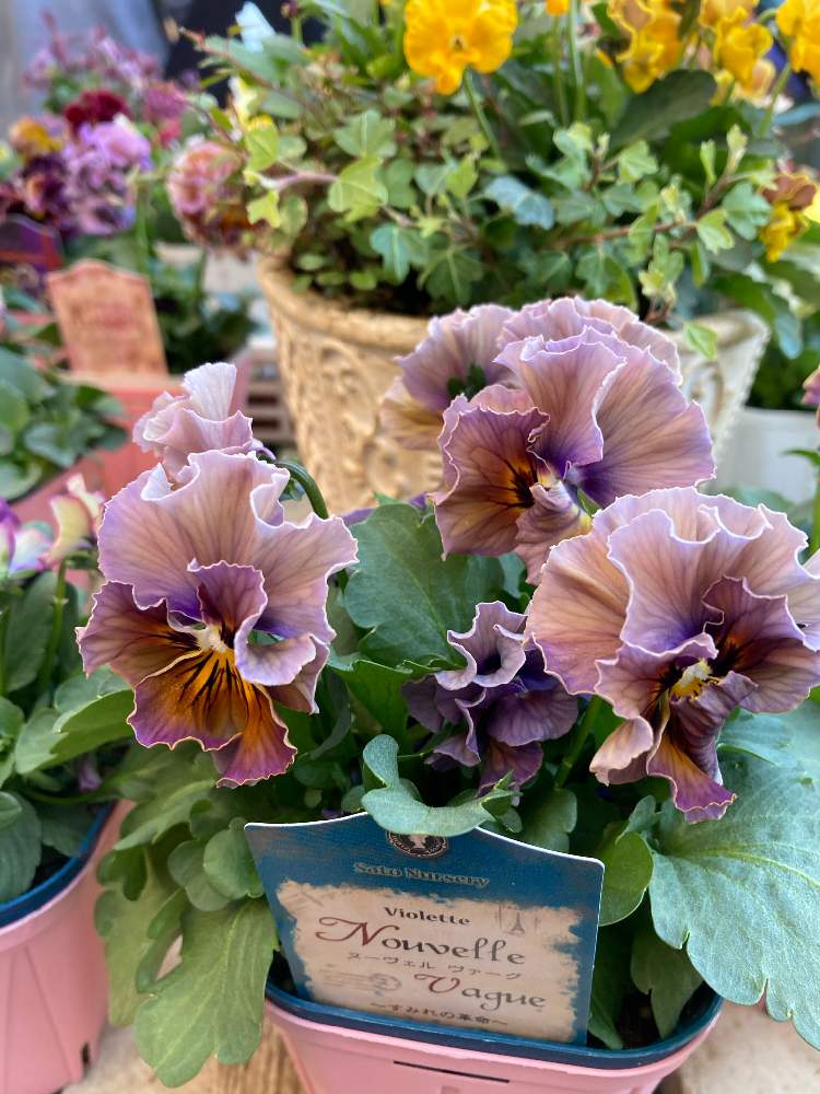 パンジー ビオラの投稿画像 By 未宇さんてぃさん パンジー ビオラとビオラとビオラヌーヴェルヴァーグとビオラヌーヴェルバーグとヌーヴェル ヴァーグとビオラ パンジーと半日陰とシェードガーデンとおうち園芸とサトウ園芸と花のある暮らしとかわいいな と
