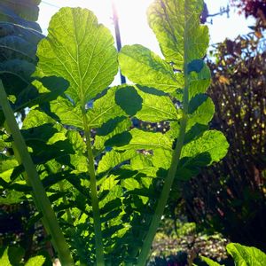 ダイコン,冬野菜,おうち園芸,おうちde菜園,畑の画像