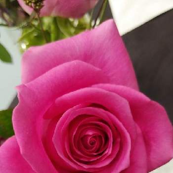 ピンクレディブルの投稿画像一覧 Greensnap グリーンスナップ