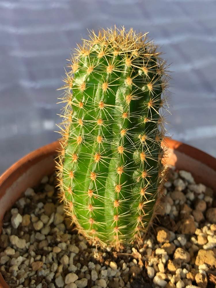 サボテンの投稿画像 By アロマティカスさん 道駅くん成長日記と部屋 月11月15日 Greensnap グリーンスナップ Greensnap グリーンスナップ
