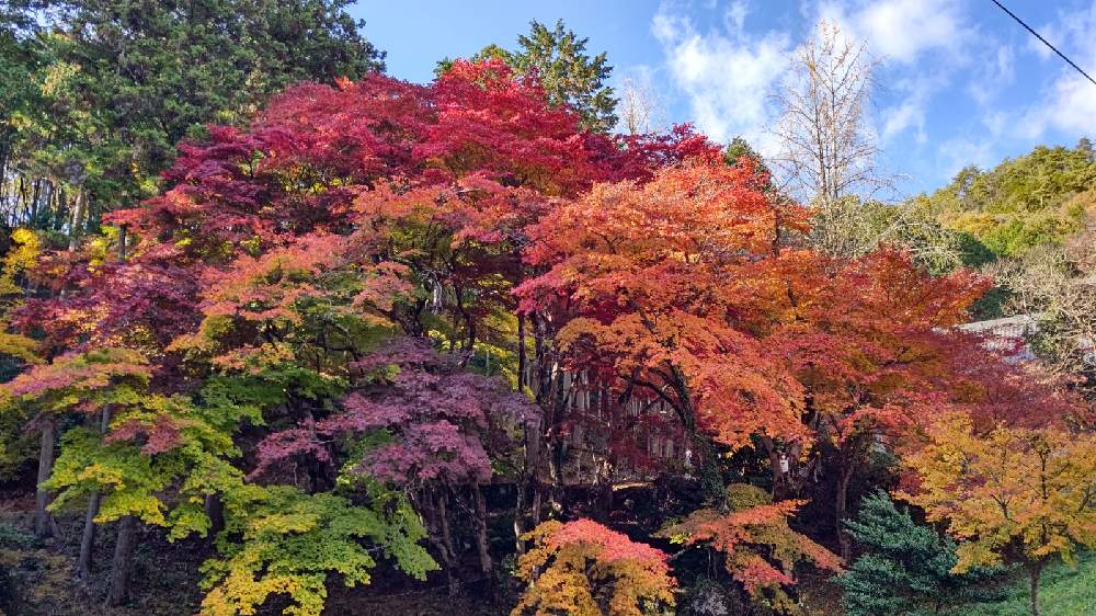 紅葉を楽しむ 丹波篠山 洞光寺 Greensnap グリーンスナップ