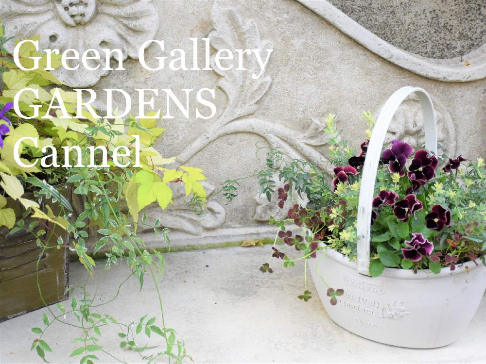 小さな庭の投稿画像 By Kusakiさん 寄せ植えと園芸店と東京とおうち園芸と今日のお花と多肉じゃない寄せ植え と庭のある暮らしとグリーンギャラリーガーデンズチャンネルとグリーンギャラリーガーデンズと寄せ植え講座と八王子と花のある暮らしと寄せ植えと園芸店と東京と