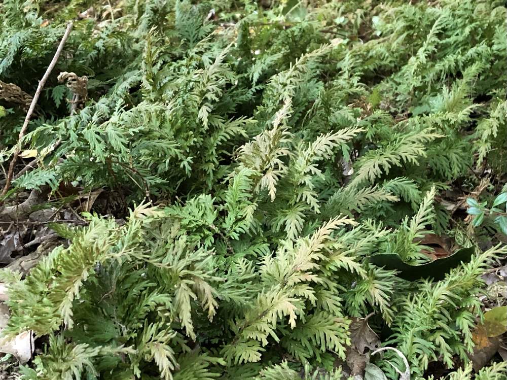 イヌカタヒバの投稿画像 By 茉莉花さん グランドカバーと日陰の植物と日陰の庭 月11月15日 Greensnap グリーンスナップ