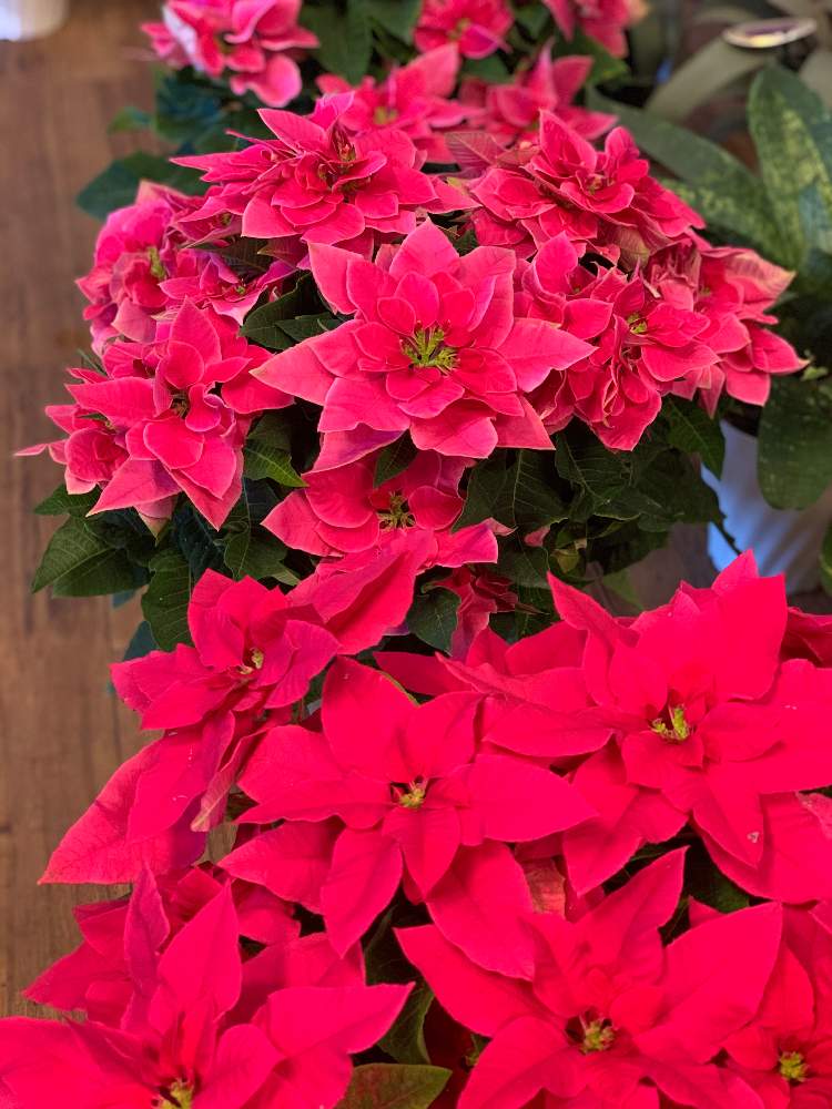 プリンセチア ローザの投稿画像 By Flowershopassistさん 一目惚れと自己満足と冬の花とgs映えと大好きと八重咲きとおうちで飾る花と花のある暮らしと超絶可愛いとお花屋さん 月11月15日 Greensnap グリーンスナップ