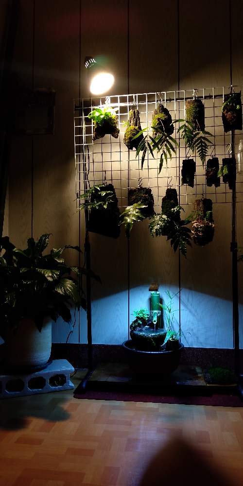 つくばいの投稿画像 By 紅葉さん インテリアと植物とgs日和とテラリウムと植中毒とコケ植物とコケリウムとシダ植物とインテリアグリーン 月11月15日 Greensnap グリーンスナップ