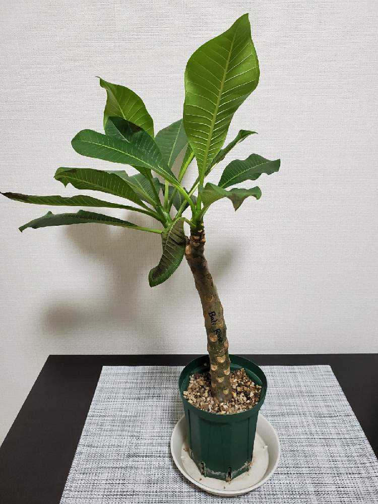 プルメリア Greensnap グリーンスナップ