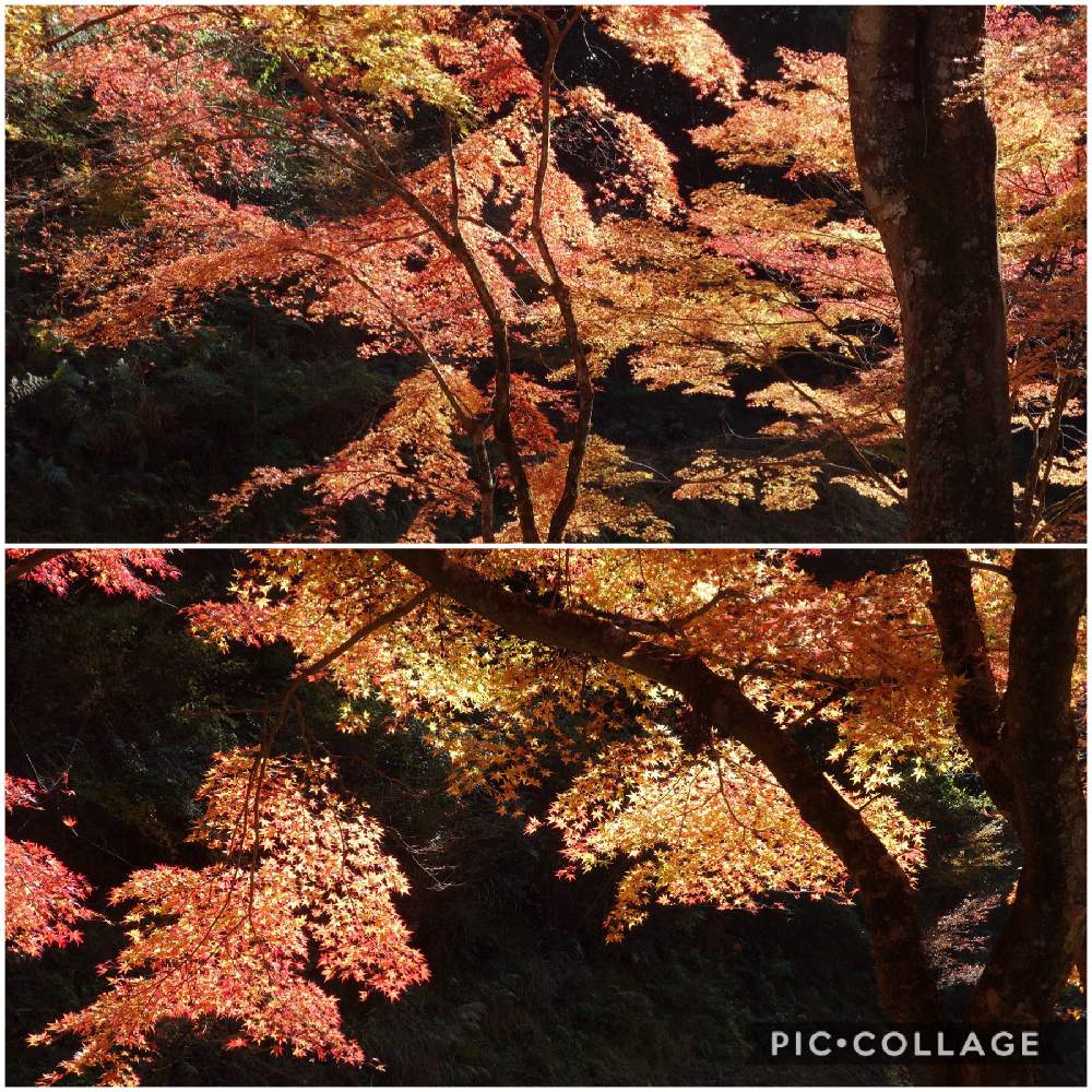 丹波紅葉三山の投稿画像 By Haruさん 丹波篠山市と石龕寺ともみじ紅葉と錦秋 月11月16日 Greensnap グリーンスナップ