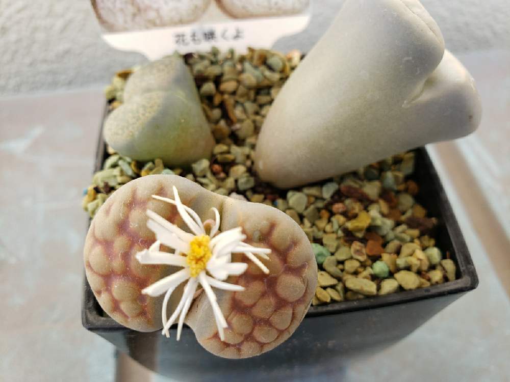 リトープスの投稿画像 By リボンの騎士さん おうち園芸 月11月16日 Greensnap グリーンスナップ