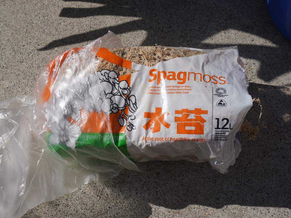 大きなビカクシダの板付け記録｜🍀GreenSnap（グリーンスナップ）