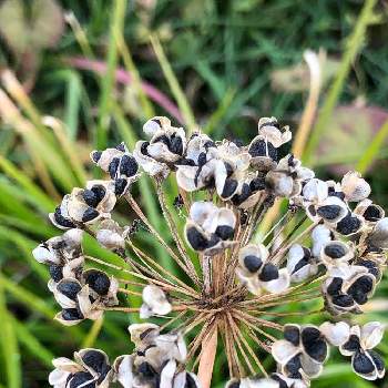 ニラの種の投稿画像一覧 Greensnap グリーンスナップ