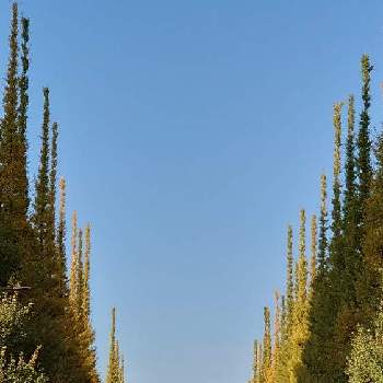 神宮外苑いちょう並木の画像 by *naomi*さん | お出かけ先と神宮外苑いちょう並木とイチョウ並木とイチョウの木  黄色と紅葉フォトコン2020と紅葉2020