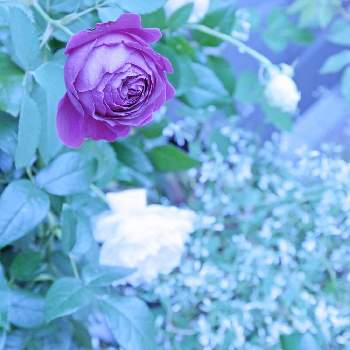 強香のバラの投稿画像一覧 Greensnap グリーンスナップ