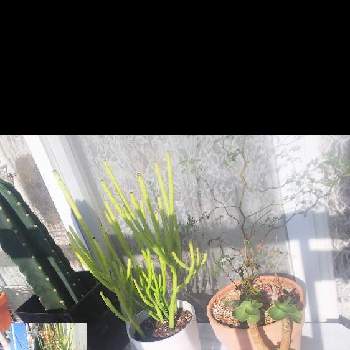 鬼面角,ユーフォルビア オンコクラータ,ｿﾎｫﾗ ﾘﾄﾙﾍﾞｲﾋﾞー,ﾓﾛｷｴﾝｼｽ,多肉植物の画像