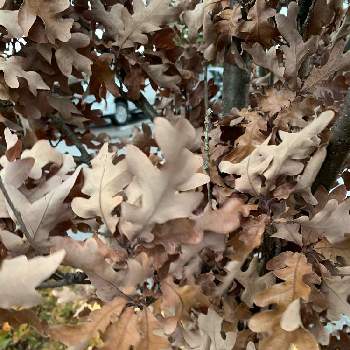 どんぐりの木の画像 by Cosmic Rabbitさん | お出かけ先とどんぐりの木とWhite Oakと落葉とカナダ生活と冬到来と北米原産と落葉樹とあき