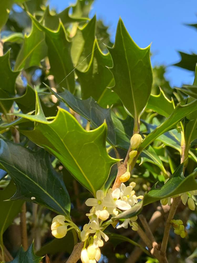 ヒイラギ 柊木 の投稿画像 By Rosehipさん 可憐な花と可愛いお花とお花大好きと冬の花と冬に咲く花木とおうち園芸と良い香り と葉がギザギザとお花の癒しパワーと庭を彩る花とヒイラギ科ヒイラギ属 月11月16日 Greensnap グリーンスナップ