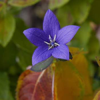 桔梗の花の投稿画像一覧 Greensnap グリーンスナップ