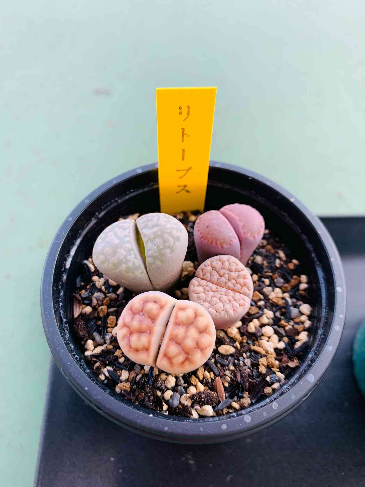 速達、S41、S42、S50 オーダー出品 多肉植物リトープス 抜き苗 【公式