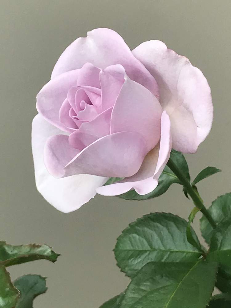 バラの投稿画像 By ことりさん ブルーバユーと花のある暮らし 月11月16日 Greensnap グリーンスナップ