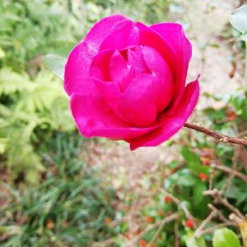 ツバキ科♡の画像 by もんもんチャンさん | 広い庭とキュンキュン乙女倶楽部と乙女ピンクとサザンカのお花とツバキ科♡