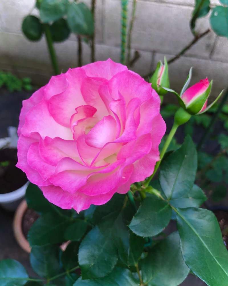 バラの投稿画像 By まちすけさん バラ ストロベリーアイスと鉢 プランター専門と中大輪と半日陰と2年目と丸弁平咲きと四季咲きと花のある暮らしとシュラブ樹形 月11月16日 Greensnap グリーンスナップ