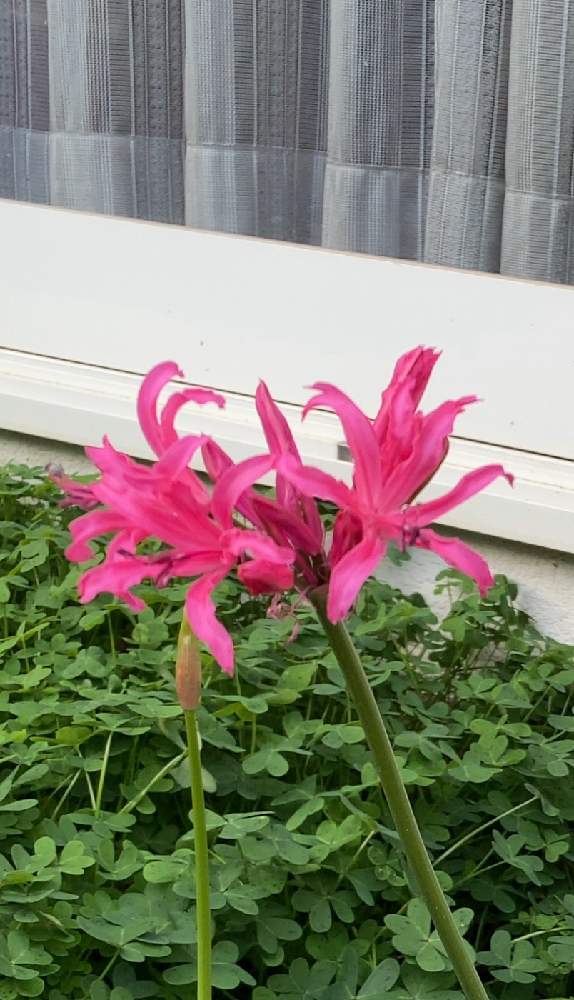 ネリネさん とダイヤモンドリリーさん 12 24完 Greensnap グリーンスナップ