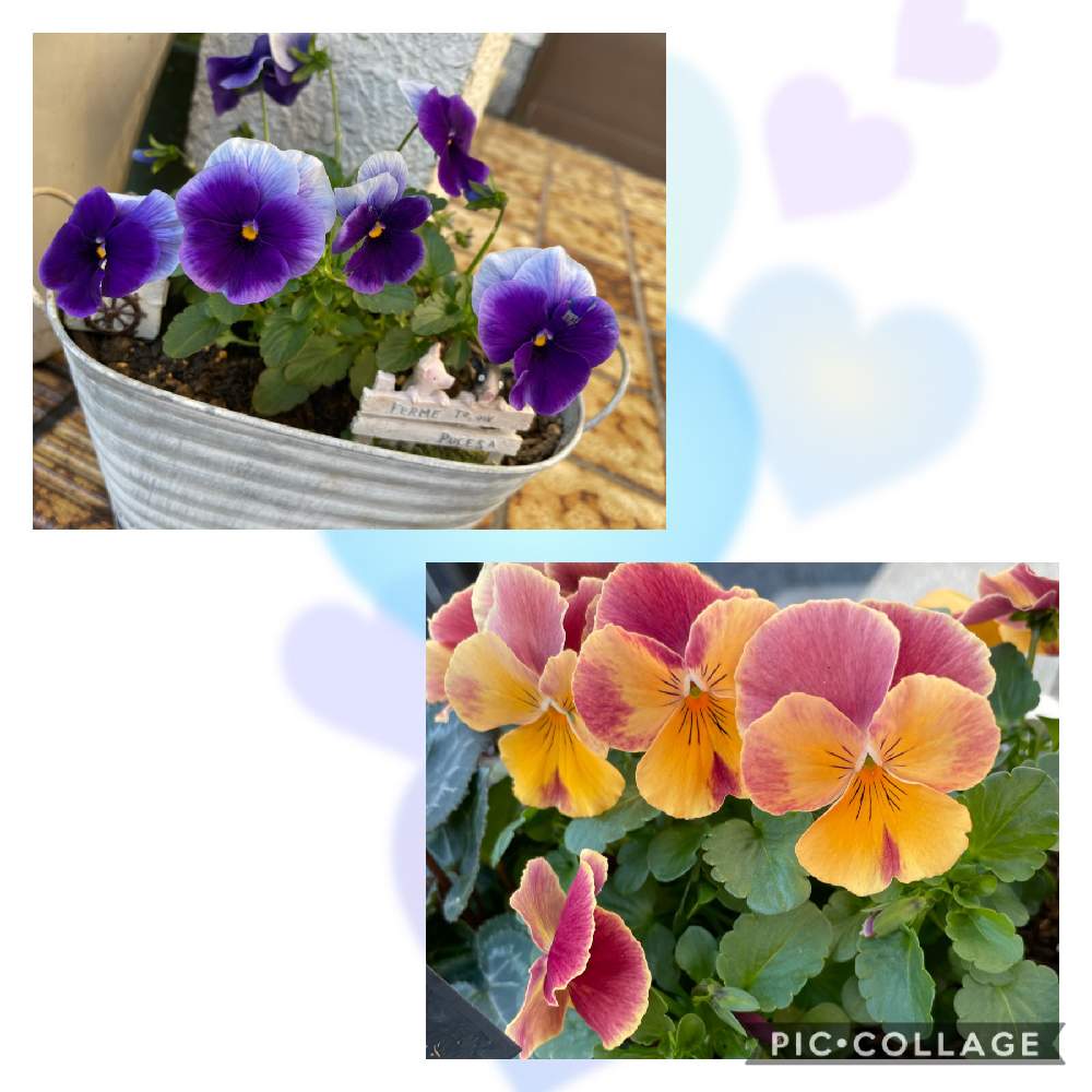 可憐な花の投稿画像 By まじょるかさん パンジー とおうち園芸とはなのある暮らしと花を咲かせる喜びと花を愛でるとプティシャトン オランジアと庭仕事と 元気になる色の花 月11月16日 Greensnap グリーンスナップ