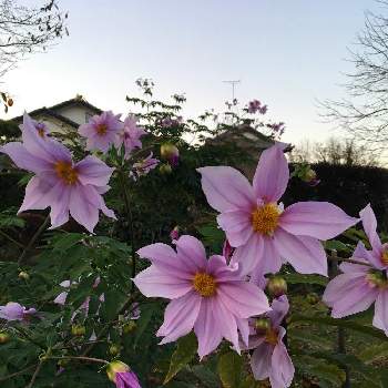 皇帝ダイアの投稿画像一覧 Greensnap グリーンスナップ