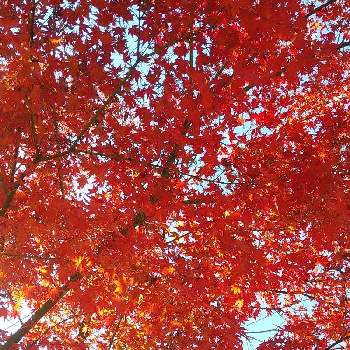 真っ赤なモミジの投稿画像一覧 Greensnap グリーンスナップ
