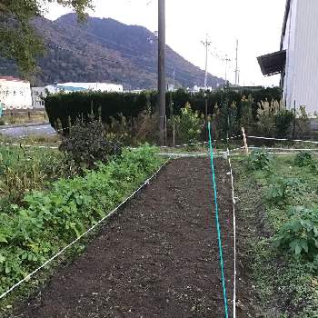 畝立ての投稿画像一覧 Greensnap グリーンスナップ