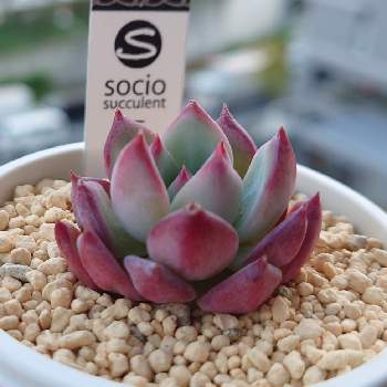 アイスコル 多肉の投稿画像一覧 Greensnap グリーンスナップ