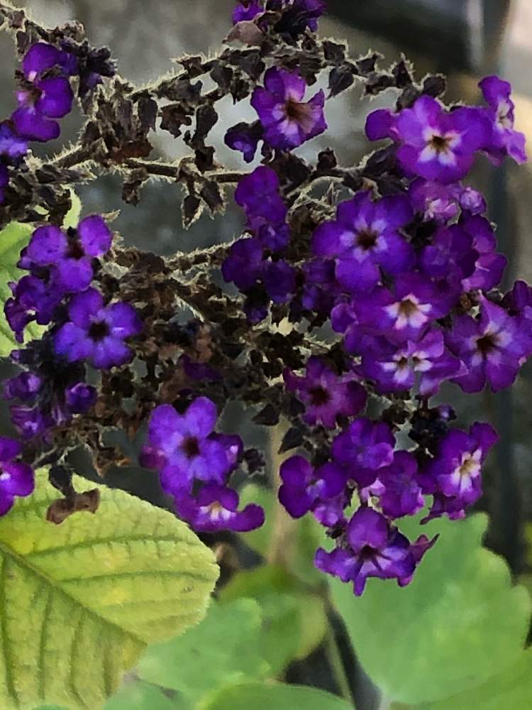 ヘリオトロープの投稿画像 By カンパニュラさん 小さな庭と紫の花といい匂いとす き と紫の花といい匂いとす き 月11月16日 Greensnap グリーンスナップ Greensnap グリーンスナップ