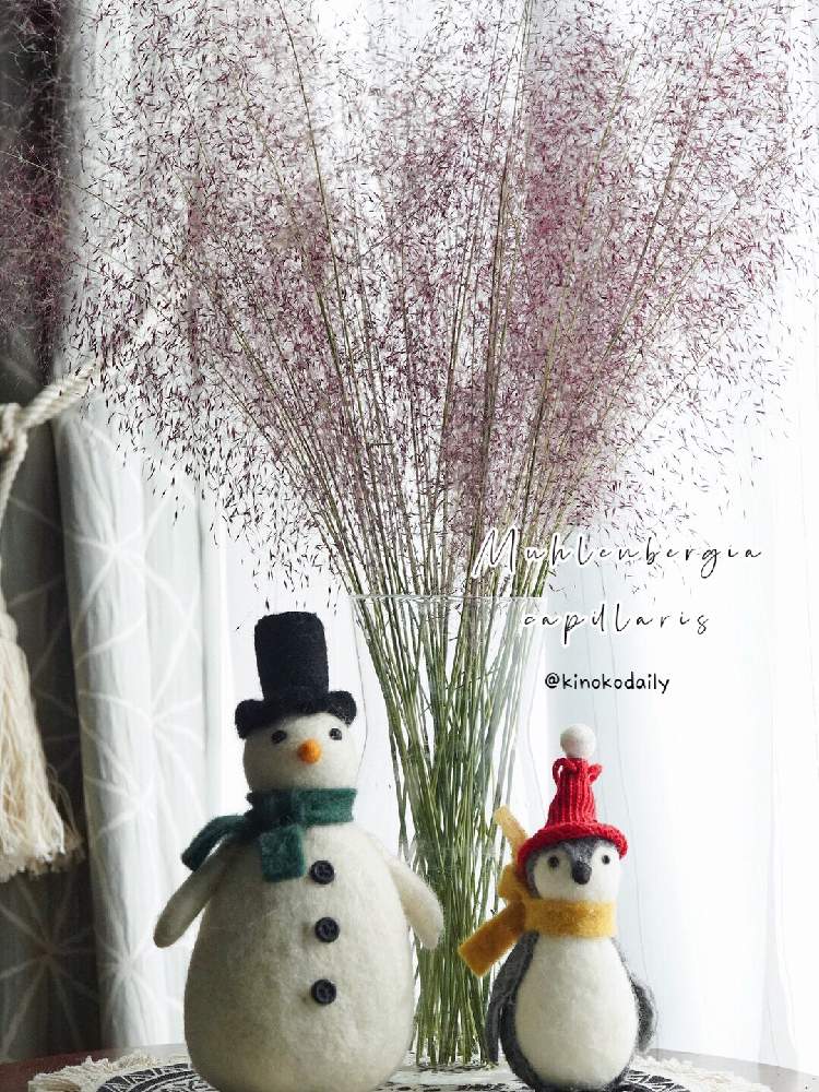 ミューレンベルギア カピラリスの投稿画像 By Kinokodailyさん 多肉植物と観葉植物と剪定とおうちde菜園とno Green No Lifeとおうち園芸と植中毒とジャングル化計画と成長記録と花のある暮らしと秋の花と新芽とクリスマス 月11月16日 Greensnap グリーンスナップ