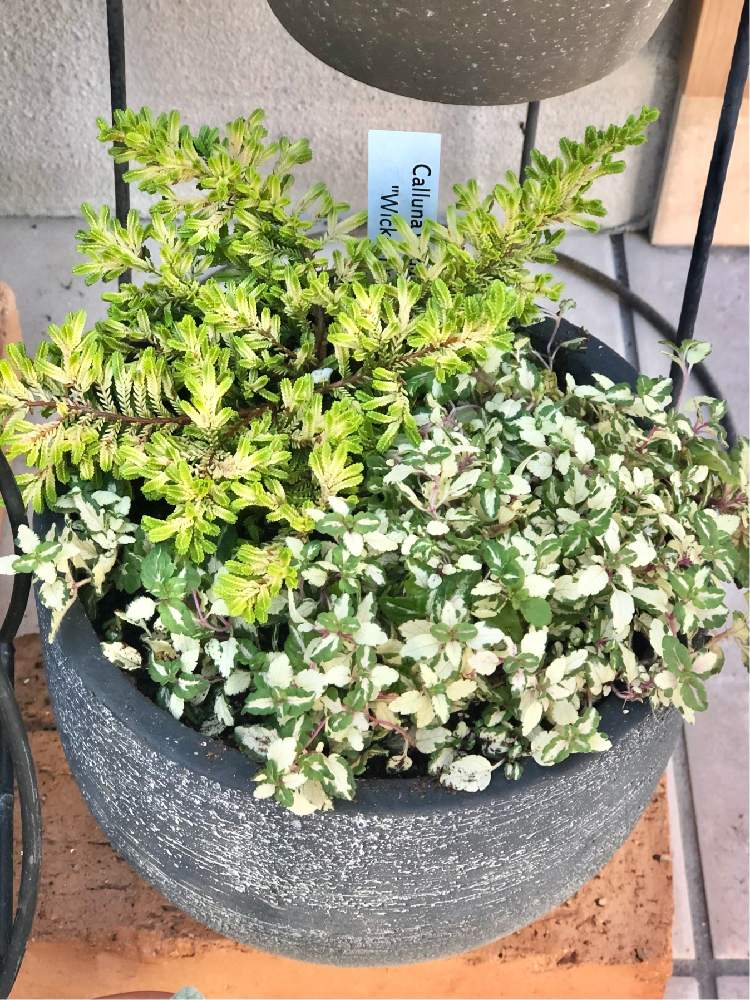 カルーナの投稿画像 By Fumekakaさん ベロニカ レッドラインコンパクタと花と緑のある暮らしと寄せ植えとガーデニング大好きと日陰庭と日陰 と寄植えと日陰で楽しめるとガーデニング初心者と日陰の花壇と鉢植えと小さな小さな庭と花が好き 月11月16日 Greensnap