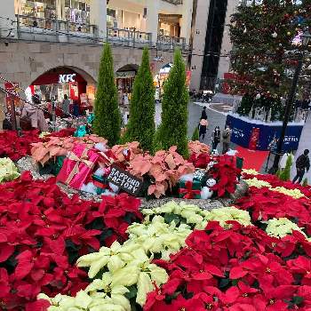 サッポロファクトリーの投稿画像一覧 Greensnap グリーンスナップ