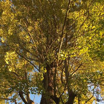 紅葉樹の画像 by Mayさん | お出かけ先と紅葉フォトコン2020と秋の風物詩と秋色と色目惚れと紅葉樹