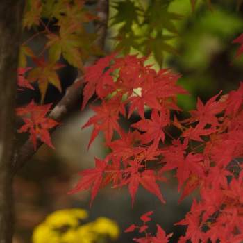 紅葉2020の画像 by Yuppyさん | お出かけ先と花のある暮らしと秋の庭と紅葉フォトコン2020と紅葉2020