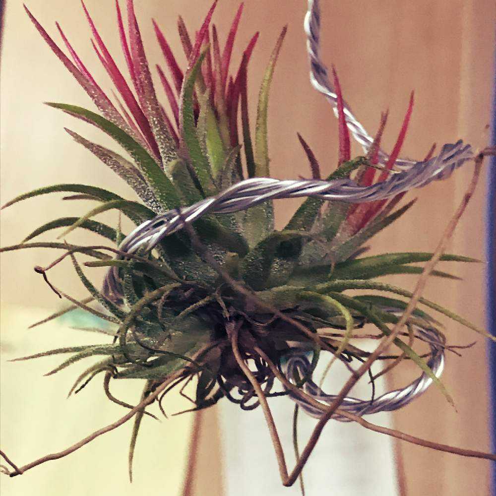 ティランジアの投稿画像 By Tiqa さん エア プランツと観葉植物と北海道とエアプラ 月11月17日 Greensnap グリーンスナップ