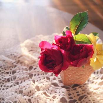 庭摘みの花の画像 by ミルキーさん | 部屋とゴールドバニーとオデュッセイアとあっ火曜日と庭摘みの花と薔薇愛同盟と朝日を浴びてと花のある暮らしと薔薇のある暮らし