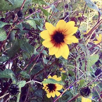 ヒマワリ サンビリーバブル ブラウンアイガールの投稿画像一覧 Greensnap グリーンスナップ