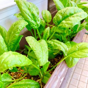 ほうれん草,ちぢみほうれん草,プランター,プランター野菜,葉物の画像