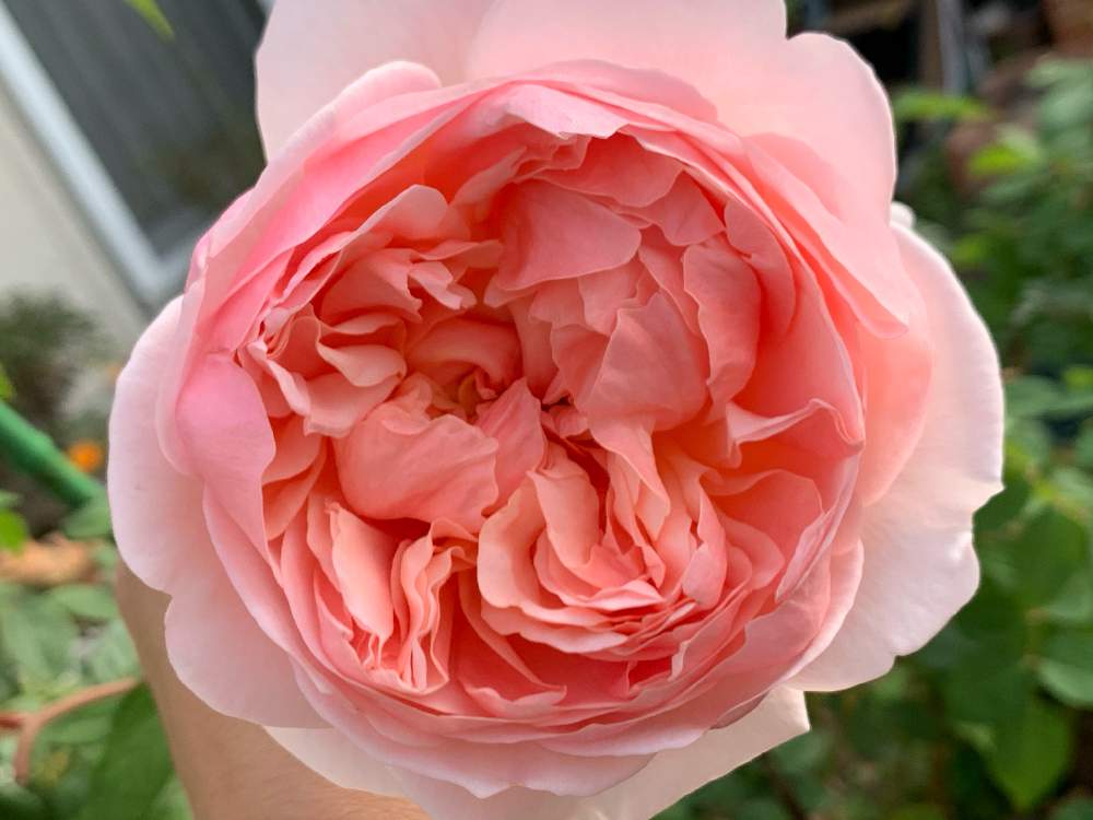 エブリンの投稿画像 By Fuuwaさん エブリンとバラ ミニバラ 月11月17日 Greensnap グリーンスナップ