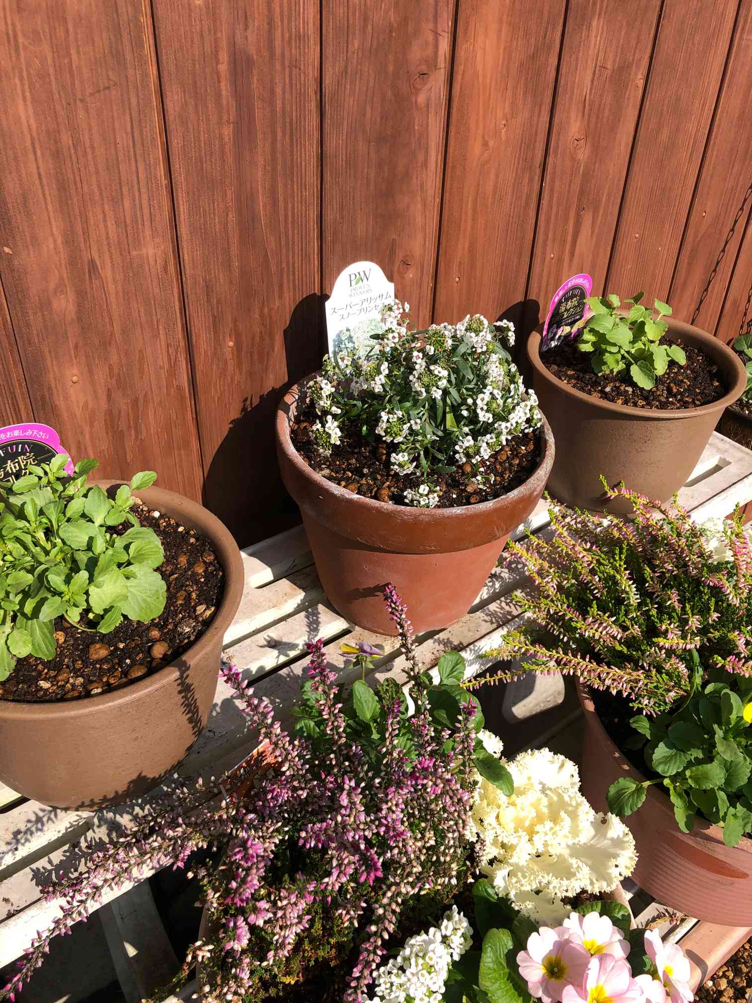 ひ）2苗セット ビオラ すみれ図鑑 パルプンテ タグ付き 現品 匿名宅配