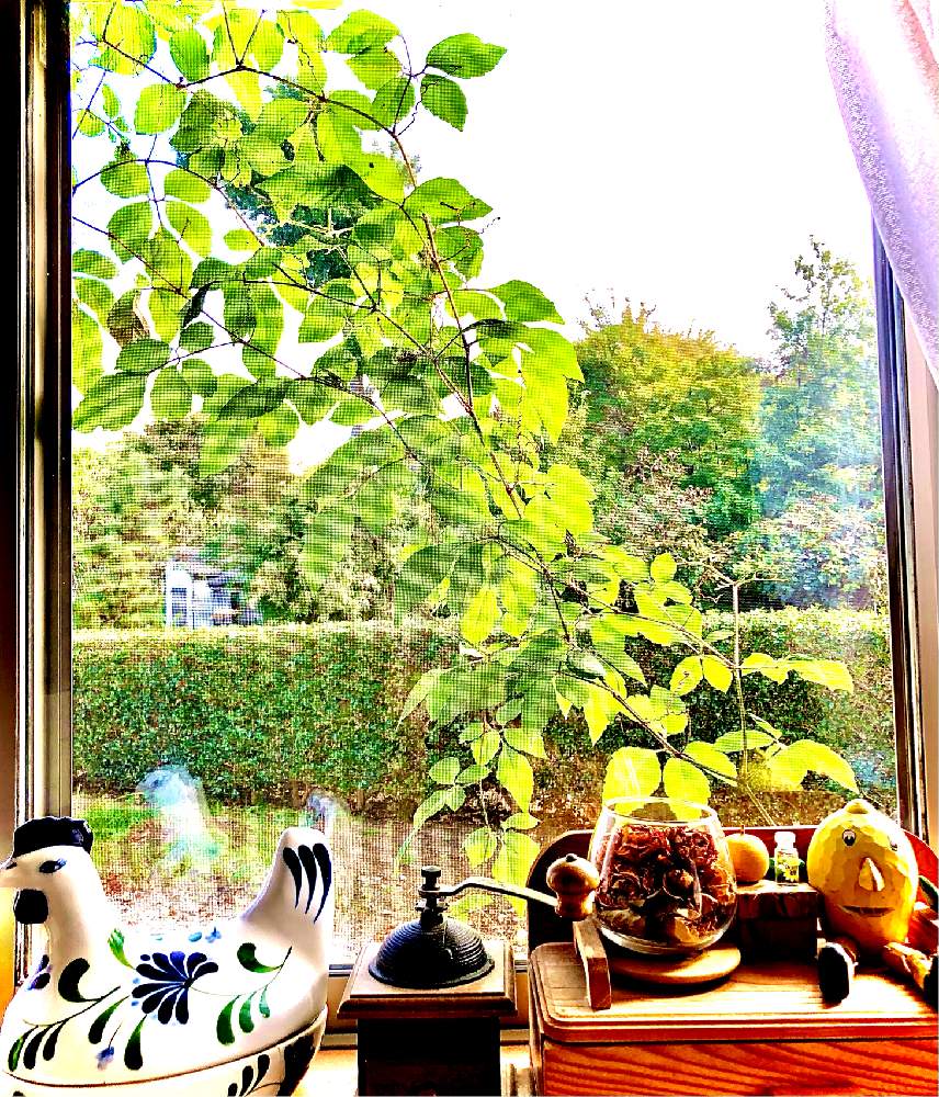 癒しの投稿画像 By ラフラフさん 感謝とおうち園芸とつたと蔦の壁と日除けと綺麗と緑の葉とツタと可愛らしい 月11月17日 Greensnap グリーンスナップ